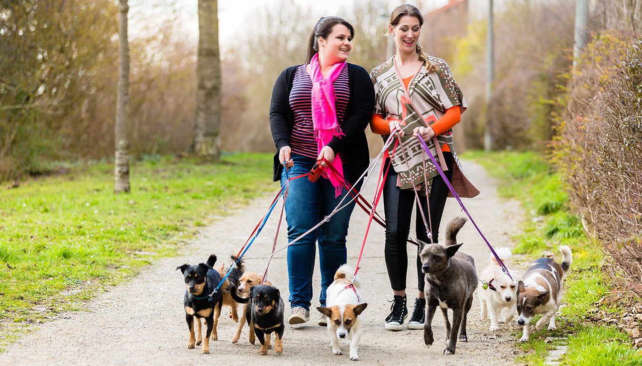 2 women walking 7 dogs
